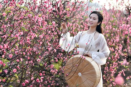Làng đào Nhật Tân bung nở rực rỡ, khách đổ tới săn ảnh ngày giáp Tết