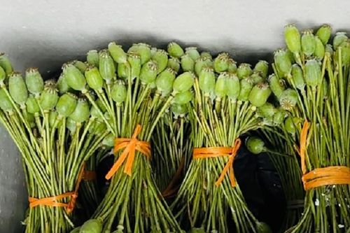 Mua bán gần 50kg cành và quả thuốc phiện tươi, người phụ nữ bị khởi tố