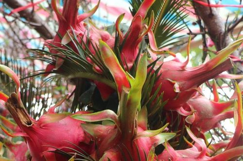 Độc lạ hình con rồng kết bằng 19 quả thanh long đỏ rực