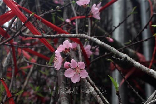 Đào đá Mường Lát vào vụ Tết