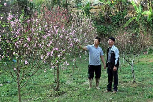 Trồng đào gắn với phát triển du lịch cộng đồng