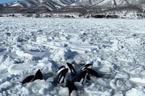 Cận cảnh đàn cá voi sát thủ bị băng trôi vây khốn ngoài khơi Hokkaido (Nhật Bản)