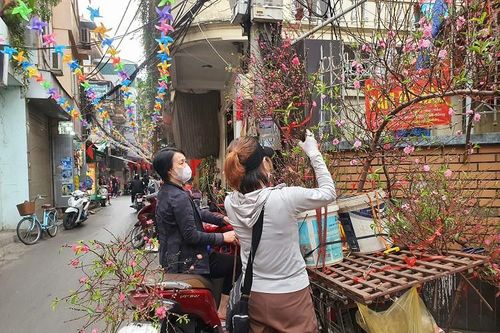 Bất ngờ cành đào mini 'đắt như tôm tươi', tiểu thương ngày bán hàng trăm cành