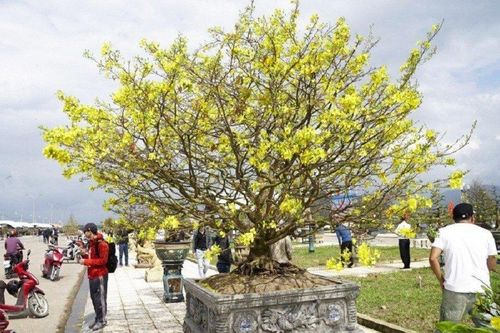 Cơ hội đưa mai vàng Bình Định vươn xa