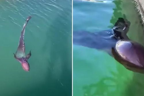 'Thủy quái' cực hiếm và kỳ dị nhất đại dương lượn lờ trên mặt biển, hàng trăm nghìn người sục sôi khi biết danh tính