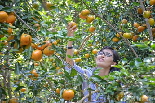 Đồng Tháp: Sắc xuân trong những khu vườn quýt hồng Lai Vung
