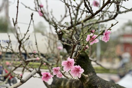 Hòa vào linh khí rồng thiêng