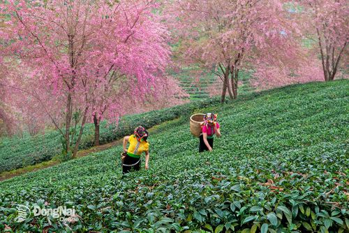 Một thoáng Tây Bắc