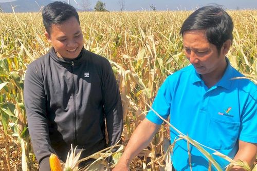 Nông dân Chư Pưh chuyển đổi cây trồng để nâng cao thu nhập