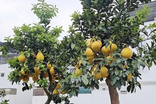 Cây trái vườn nhà 'điệu đà' ra phố đón Xuân