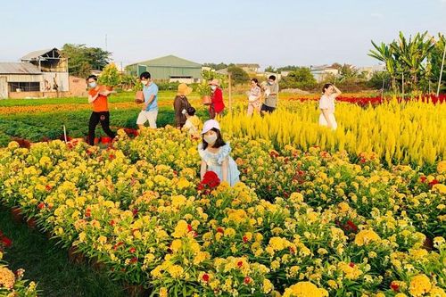 Rực rỡ sắc hoa tết ở Tân Ba