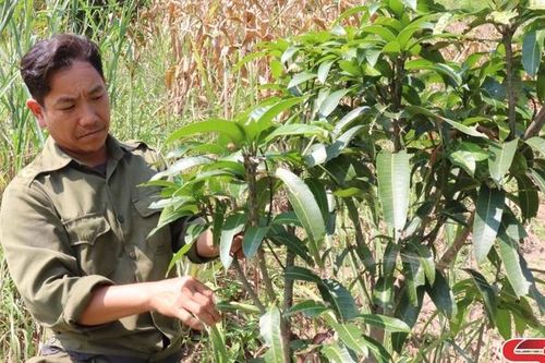Pú Bẩu nỗ lực tìm hướng giảm nghèo