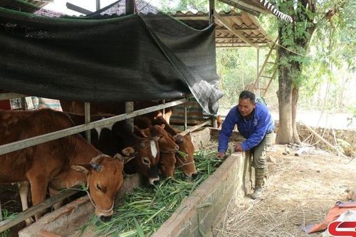 Chiềng Ngàm tìm hướng thoát nghèo