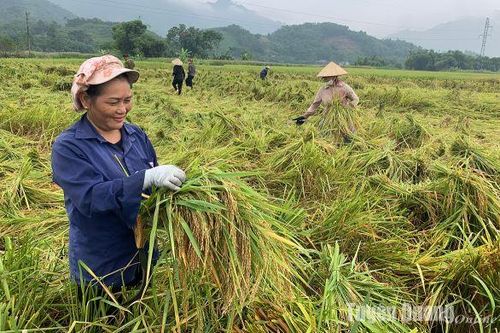 Nông nghiệp: Một năm thắng lợi