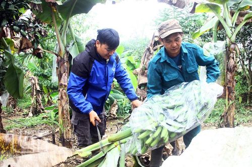 Giá chuối Tết tăng cao, người dân phấn khởi