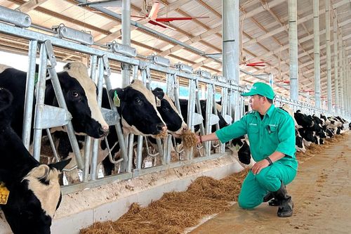Hưởng lợi giá nguyên liệu thấp, lãi ròng năm 2024 của Vinamilk (VNM) có thể tăng 11%