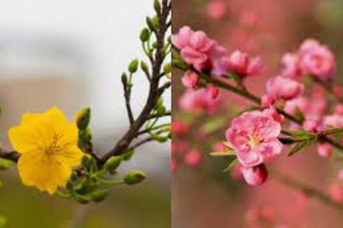 Ý nghĩa việc chưng đào, mai ngày Tết