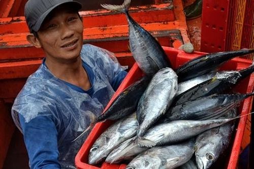 Ngư dân Quảng Trị trúng 'lộc biển' những ngày cuối năm