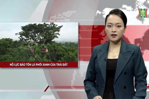 Nỗ lực bảo tồn lá phổi xanh của trái đất | Nhìn ra thế giới | 06/02/2024