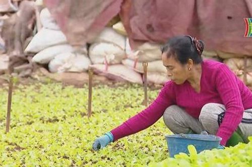 Dồi dào nguồn cung rau xanh dịp Tết