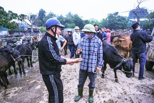 Độc đáo phiên chợ trâu bò trả giá bằng cách đập tay