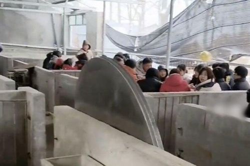 Tuyết rơi quá dày, tiệc cưới được tổ chức trong chuồng lợn