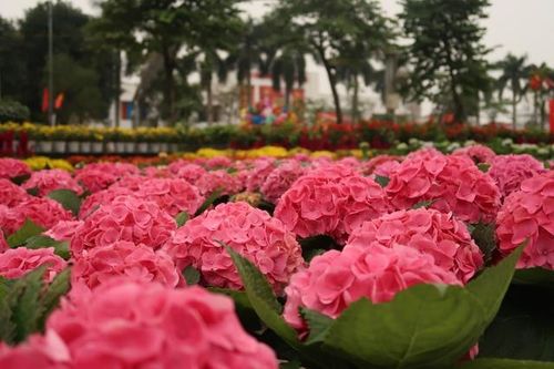 Công nhân trắng đêm tô thắm thành Vinh cho người dân du xuân