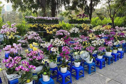 Hoa Lan giá bình dân 'xuống phố' ngày sát Tết
