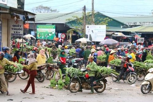 Thăm phiên chợ chỉ bán duy nhất một loại quả