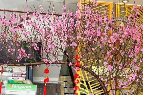 Cách hãm hoa đào nở sớm trong thời tiết nồm ẩm