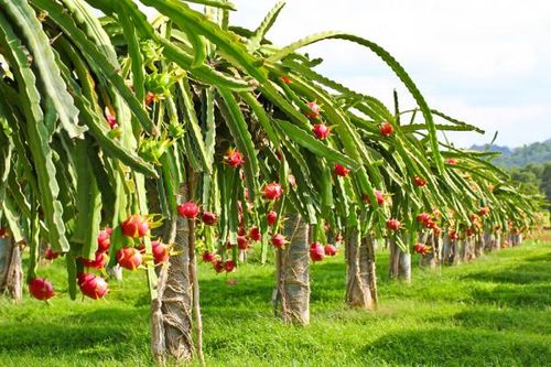 Các vị thuốc mang tên Rồng