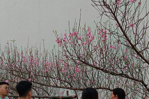 Hoa đào bung nở, Hà Nội bừng sắc Xuân
