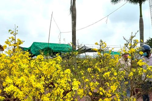 Chợ hoa 'đặc biệt' mua bán nhộn nhịp, người dân phấn khởi