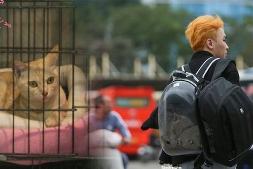 Giới trẻ 'đau đầu' chuyện gửi thú cưng ngày Tết