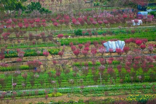 Làng đào Nhật Tân – Phú Thượng từ góc cao, mới lạ ra sao?