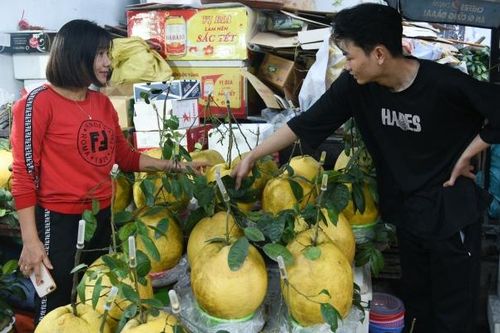 Quả bòng từ Tuyên Quang nặng tới 10kg hút khách dịp cận Tết 2024