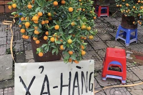 Thanh Hóa: 28 Tết, người buôn đào, quất đồng loạt xả hàng