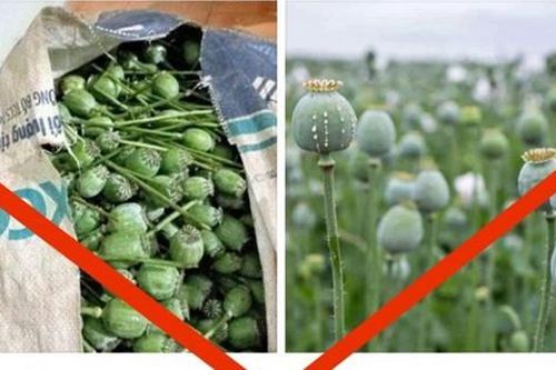 Công khai rao bán quả thuốc phiện