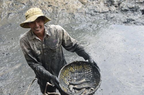 Rộn ràng tát đìa bắt cá đồng ăn Tết ở miền Tây