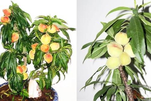 Loại đào quý hiếm, xa xỉ bậc nhất ở Đà Lạt