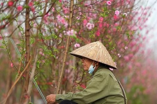Vườn đào bung nở, nông dân Hà Nội đứng ngồi không yên vì lo mất Tết