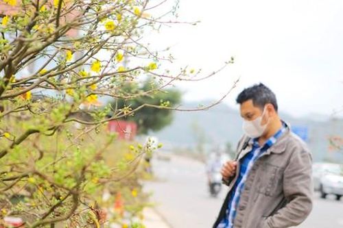 Mai vàng Bình Định khoe sắc 'níu chân' khách đi đường