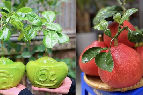Bưởi thỏi vàng, bưởi tiến vua giá giảm mạnh xả lỗ trước Tết