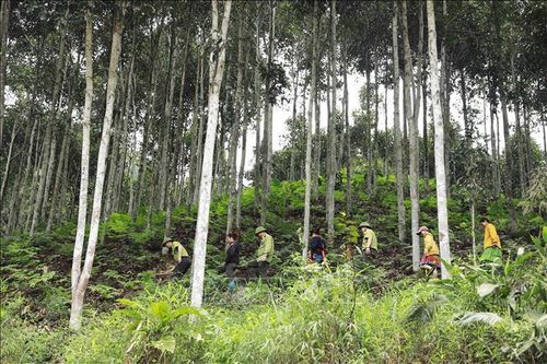 Giữ rừng dịp Tết Nguyên đán