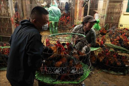 Cận Tết, hàng trăm tấn hàng đổ về các chợ đầu mối Hà Nội mỗi ngày