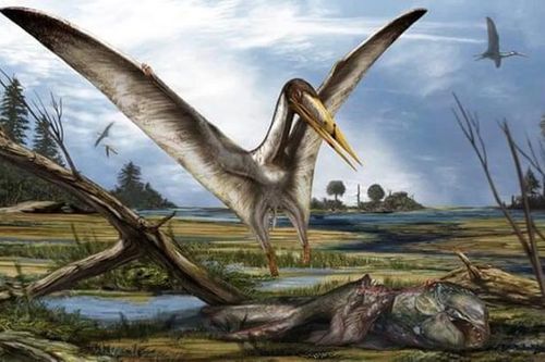 Phát hiện hóa thạch giúp tìm hiểu về lịch sử tiến hóa của loài thằn lằn bay