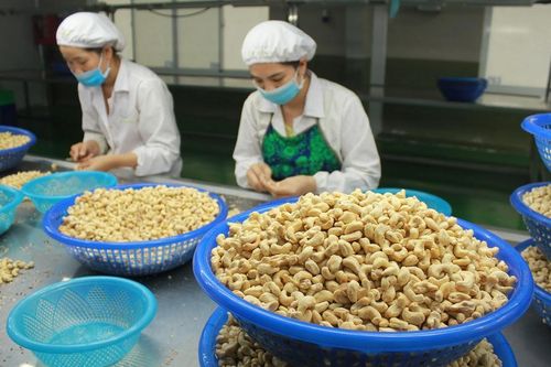 Xuất khẩu hạt điều có nhiều dư địa tăng trưởng trong năm 2024