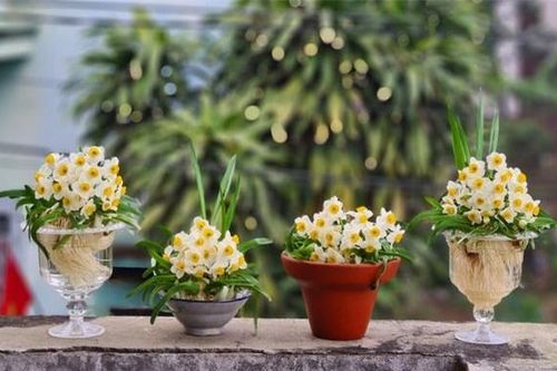 Tết đến, hãy mang 8 loại hoa 'giao thừa' này về nhà, năm 2024 thịnh vượng, gia đình bình an, vạn sự như ý
