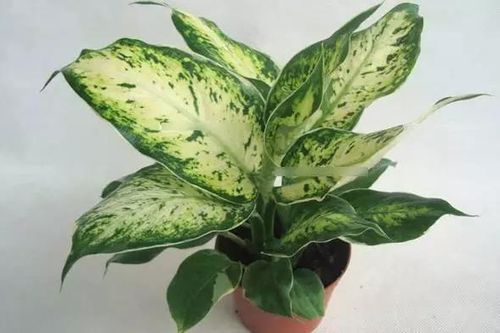 Có một người hút thuốc ở nhà, 7 loại cây sẽ giúp hấp thụ khí độc hiệu quả