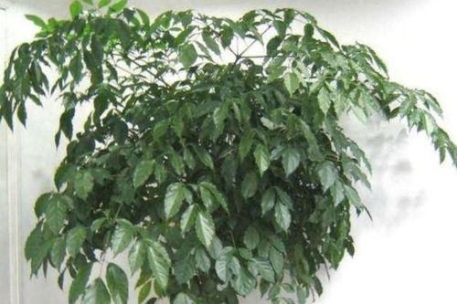 5 loại cây thường được chọn để trưng bày ngày Tết với ý nghĩa tài lộc và may mắn
